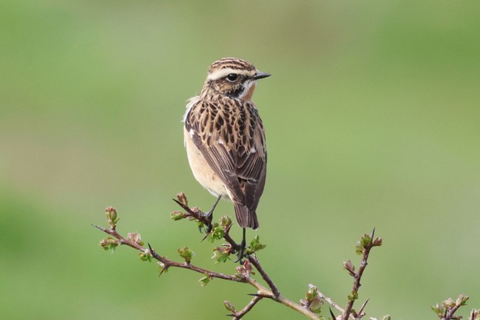 Whinchat
