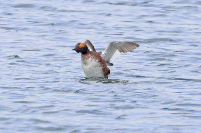 Slavonian Grebe