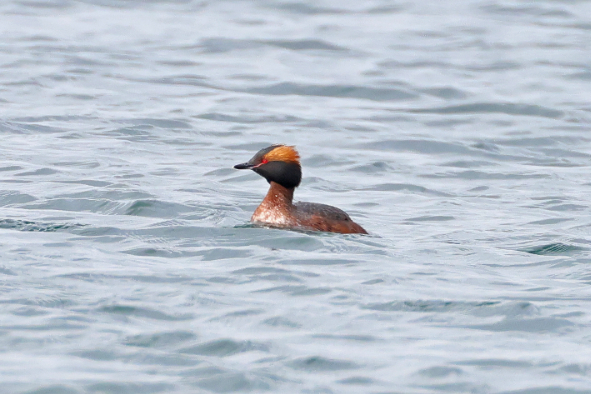 Slavonian Grebe