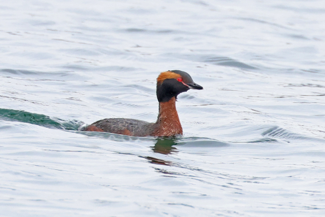 Slavonian Grebe