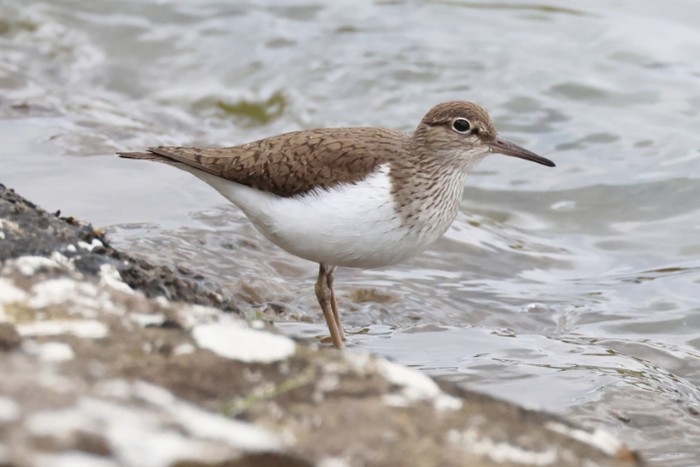 Common Sandpiper