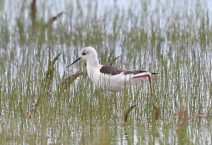 Black-winged Stilt