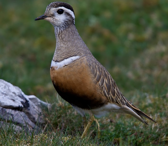 Dotterel