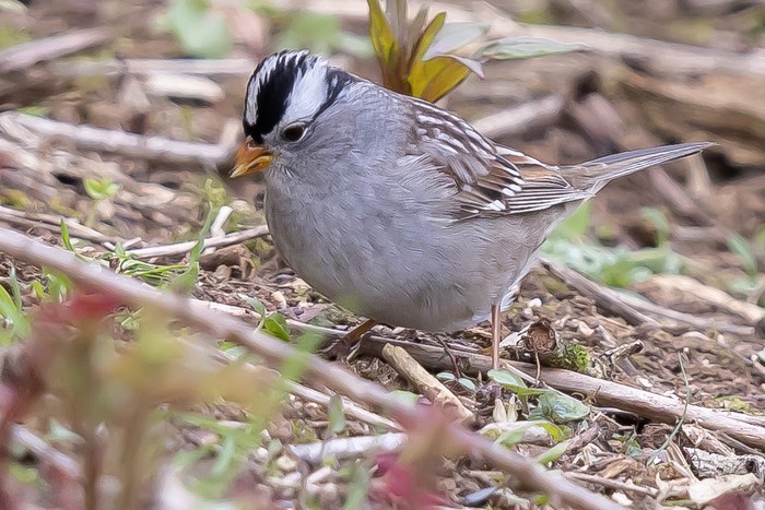 Gambel's White-crowned Sparrow