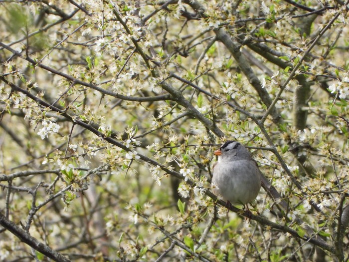Gambel's White-crowned Sparrow