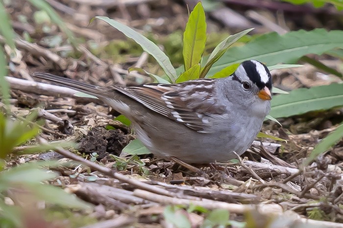Gambel's White-crowned Sparrow