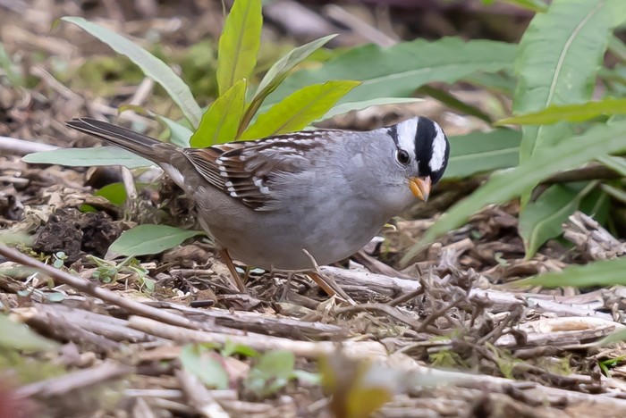 Gambel's White-crowned Sparrow