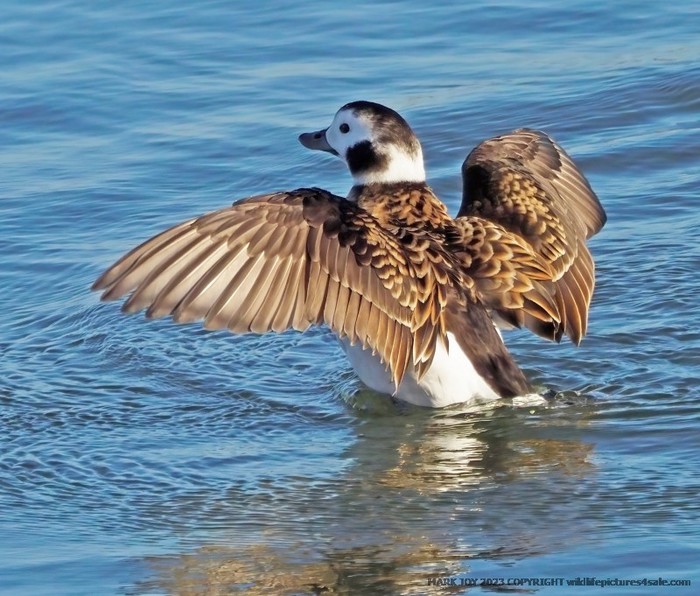 Long-tailed Duck