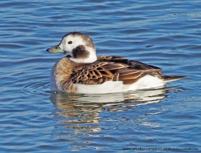 Long-tailed Duck