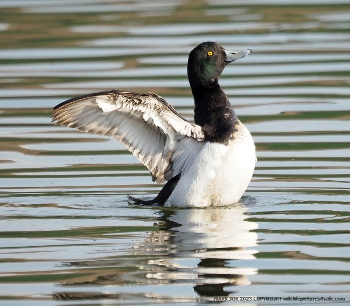 Scaup