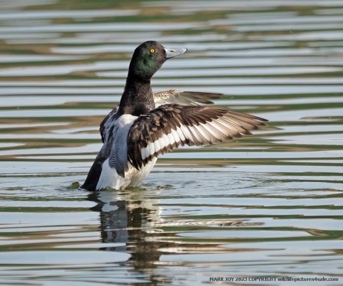 Scaup