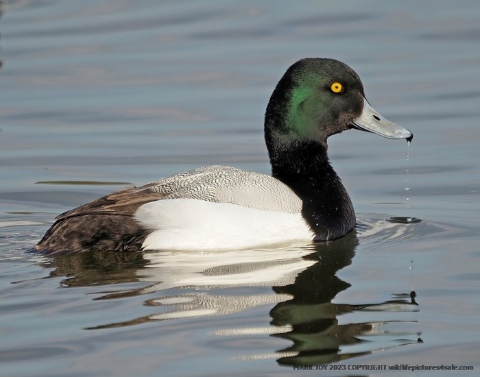 Scaup