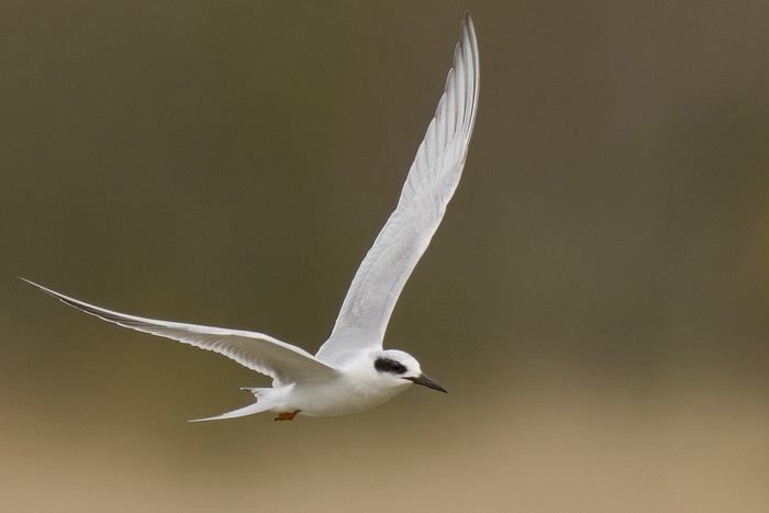 Forster's Tern