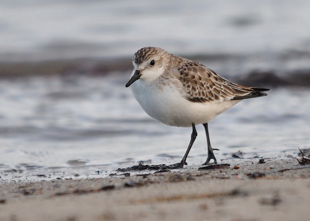 Semipalmated Sandpiper