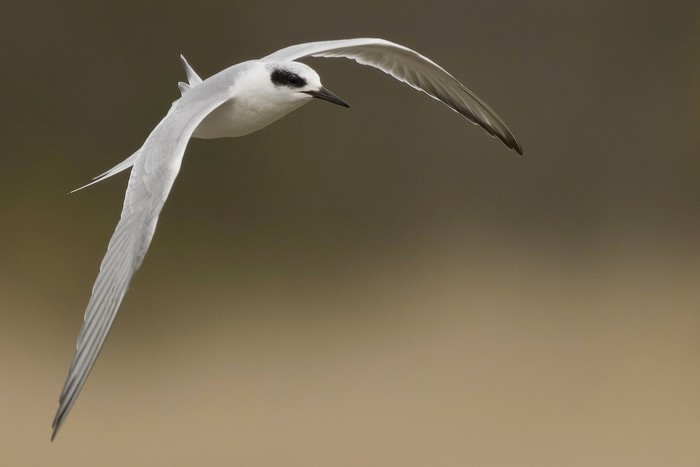 Forster's Tern