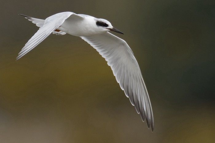 Forster's Tern