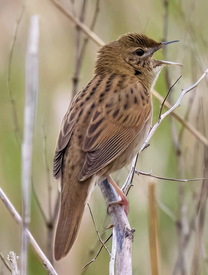 Grasshopper Warbler