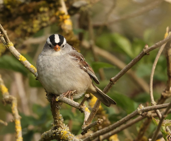 White-crowned Sparrow