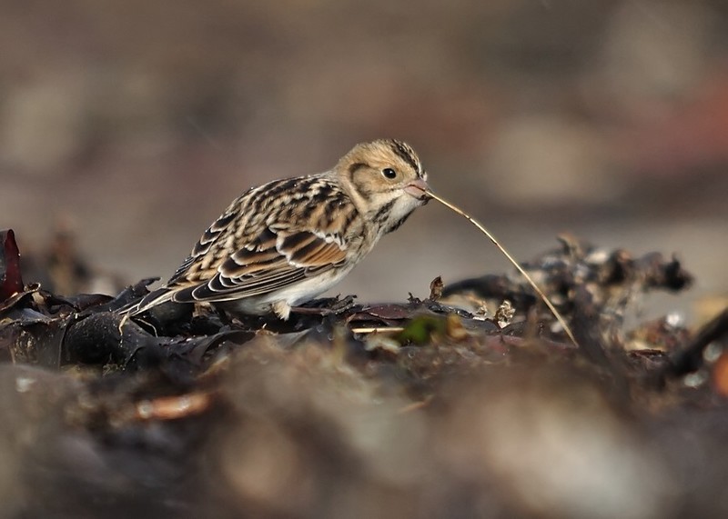 Lapland Bunting
