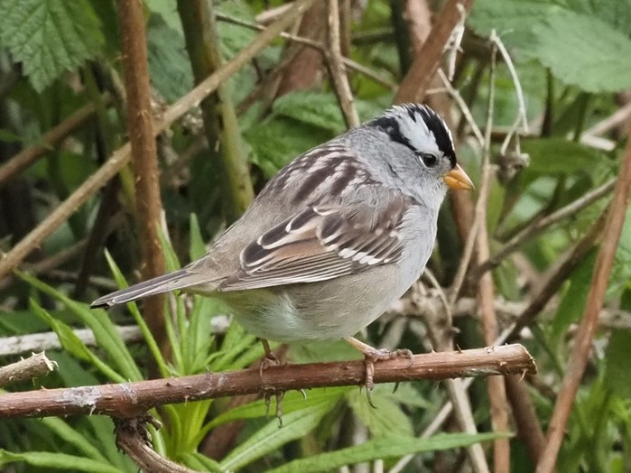 Gambel's White-crowned Sparrow
