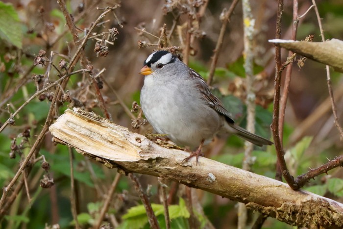 Gambel's White-crowned Sparrow