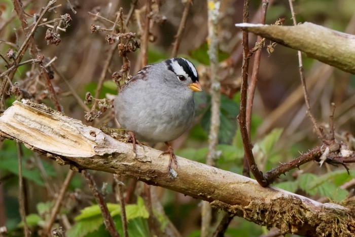 Gambel's White-crowned Sparrow