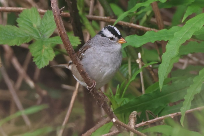 Gambel's White-crowned Sparrow