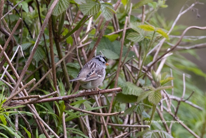 Gambel's White-crowned Sparrow