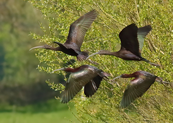 Glossy Ibis