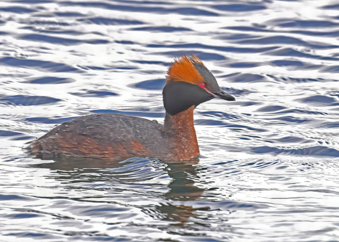 Slavonian Grebe