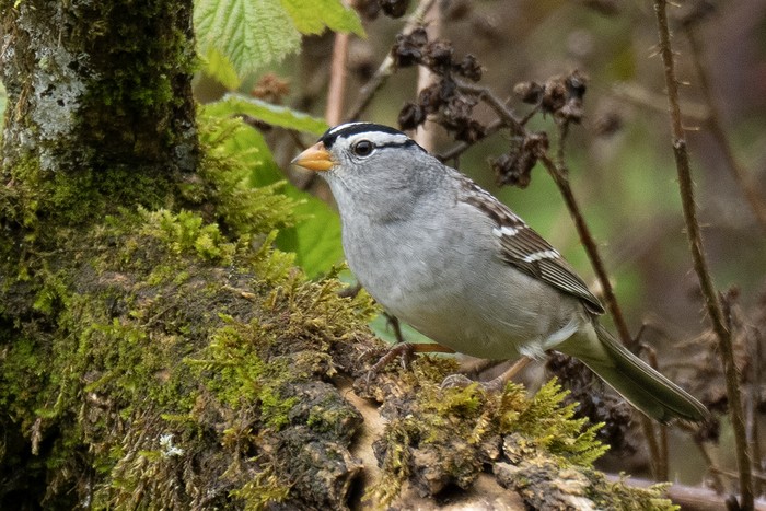 Gambel's White-crowned Sparrow