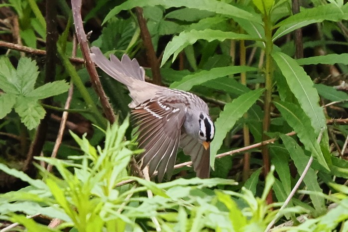 White-crowned Sparrow