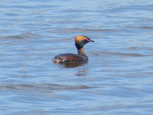 Slavonian Grebe