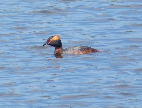 Slavonian Grebe