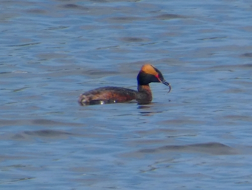 Slavonian Grebe