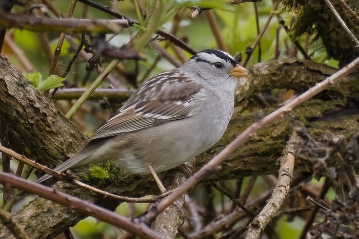 Gambel's White-crowned Sparrow