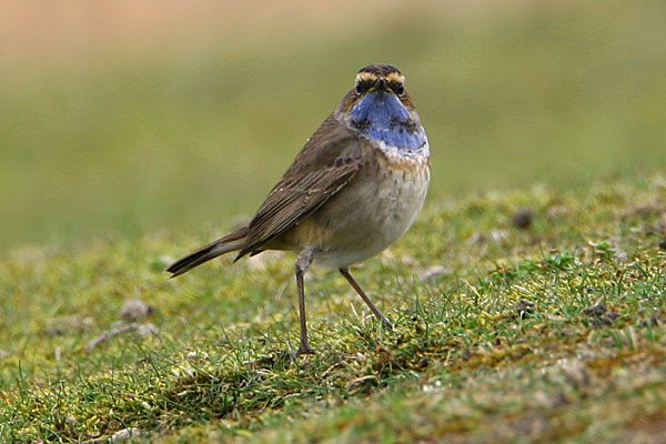 White-spotted Bluethroat