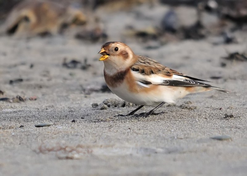 Snow Bunting
