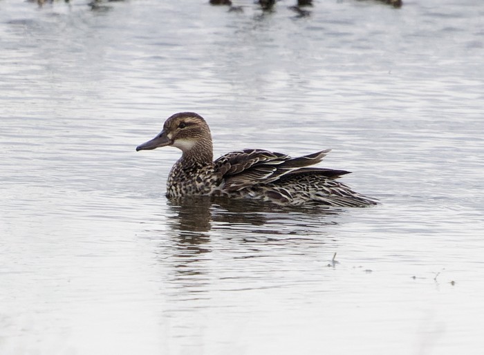 Garganey