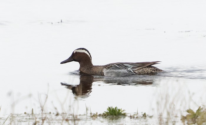 Garganey