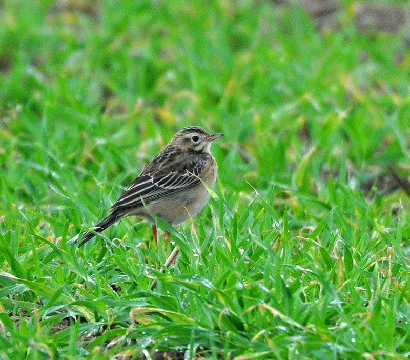 Richard's Pipit