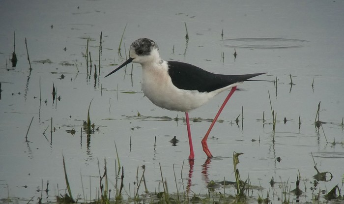 Black-winged Stilt