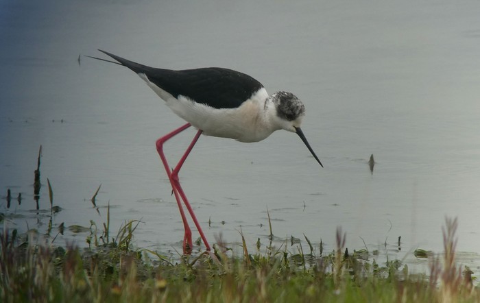 Black-winged Stilt