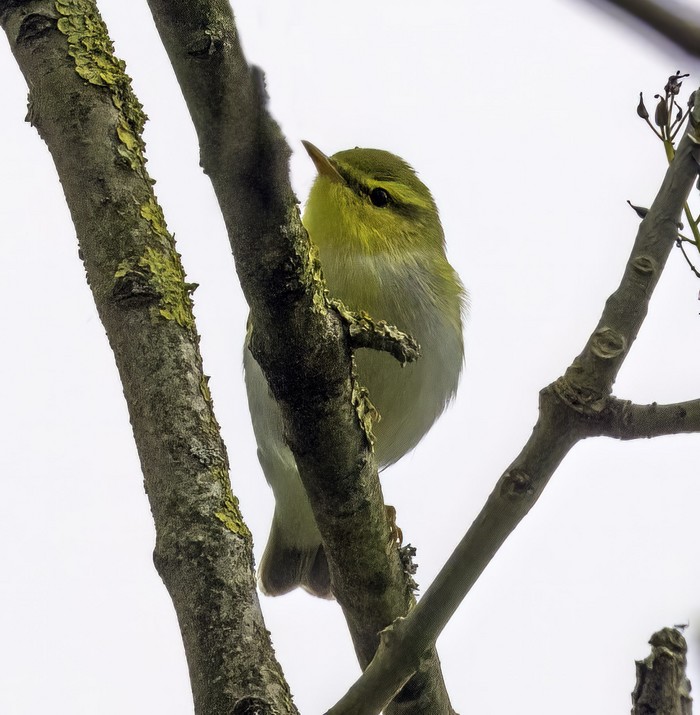 Wood Warbler