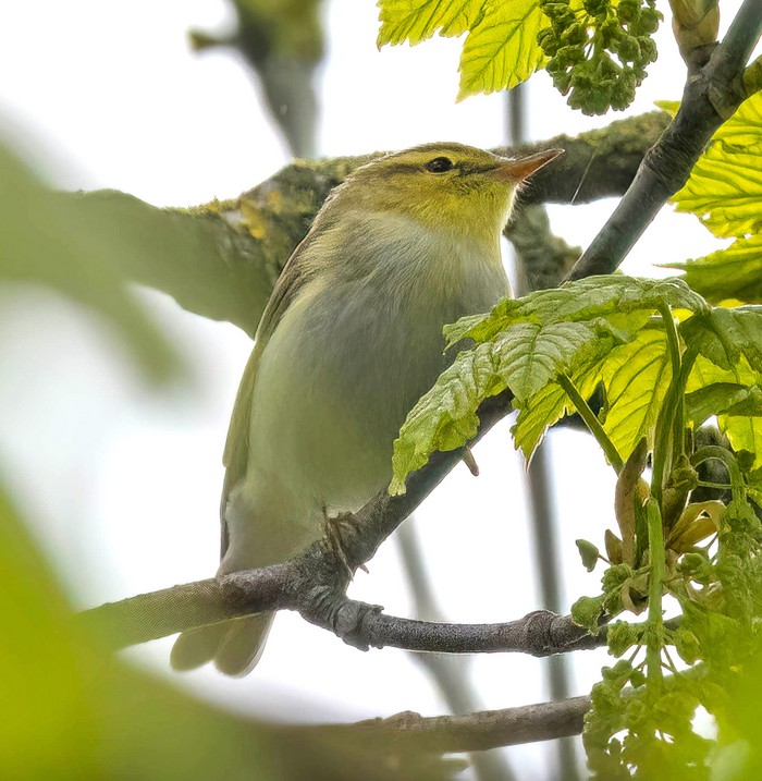 Wood Warbler