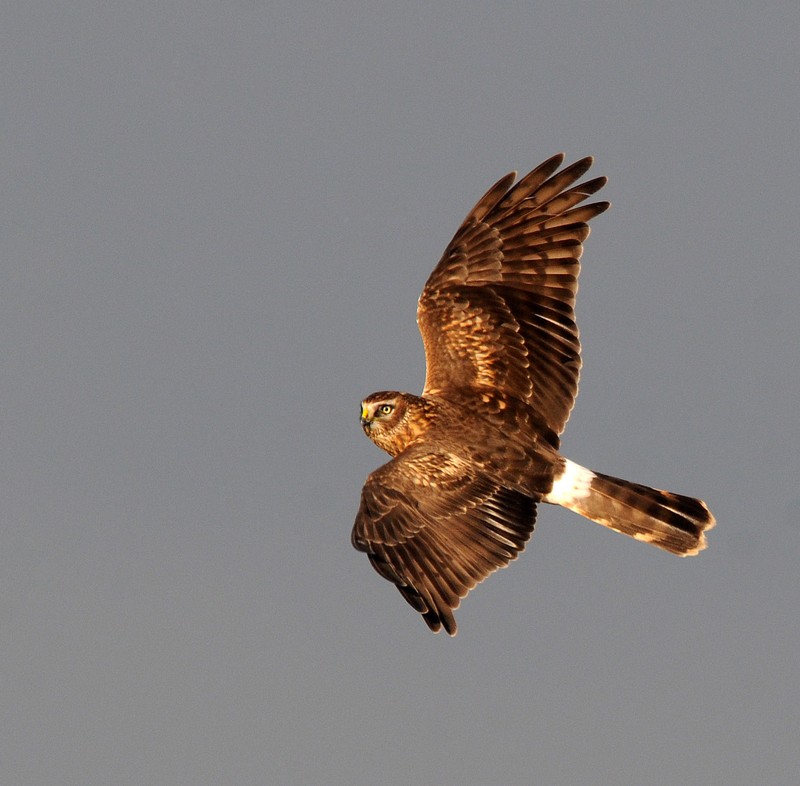 Hen Harrier