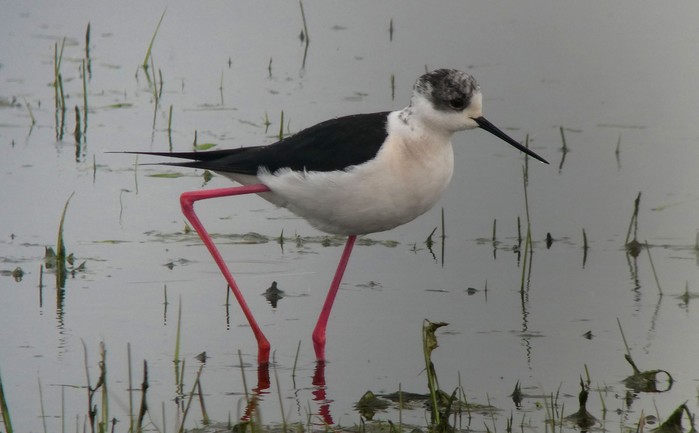Black-winged Stilt