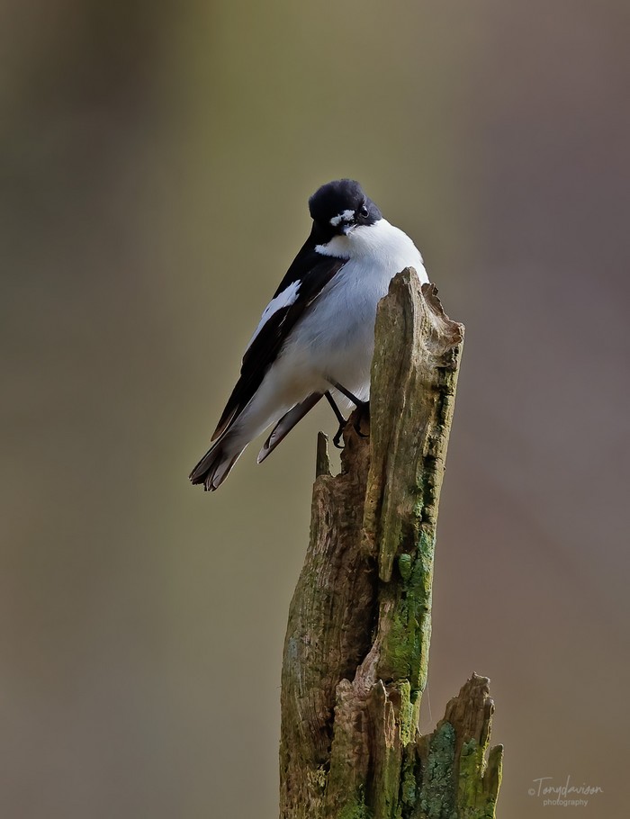 Pied Flycatcher