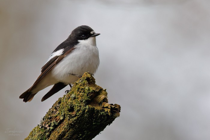 Pied Flycatcher