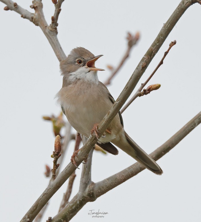Whitethroat